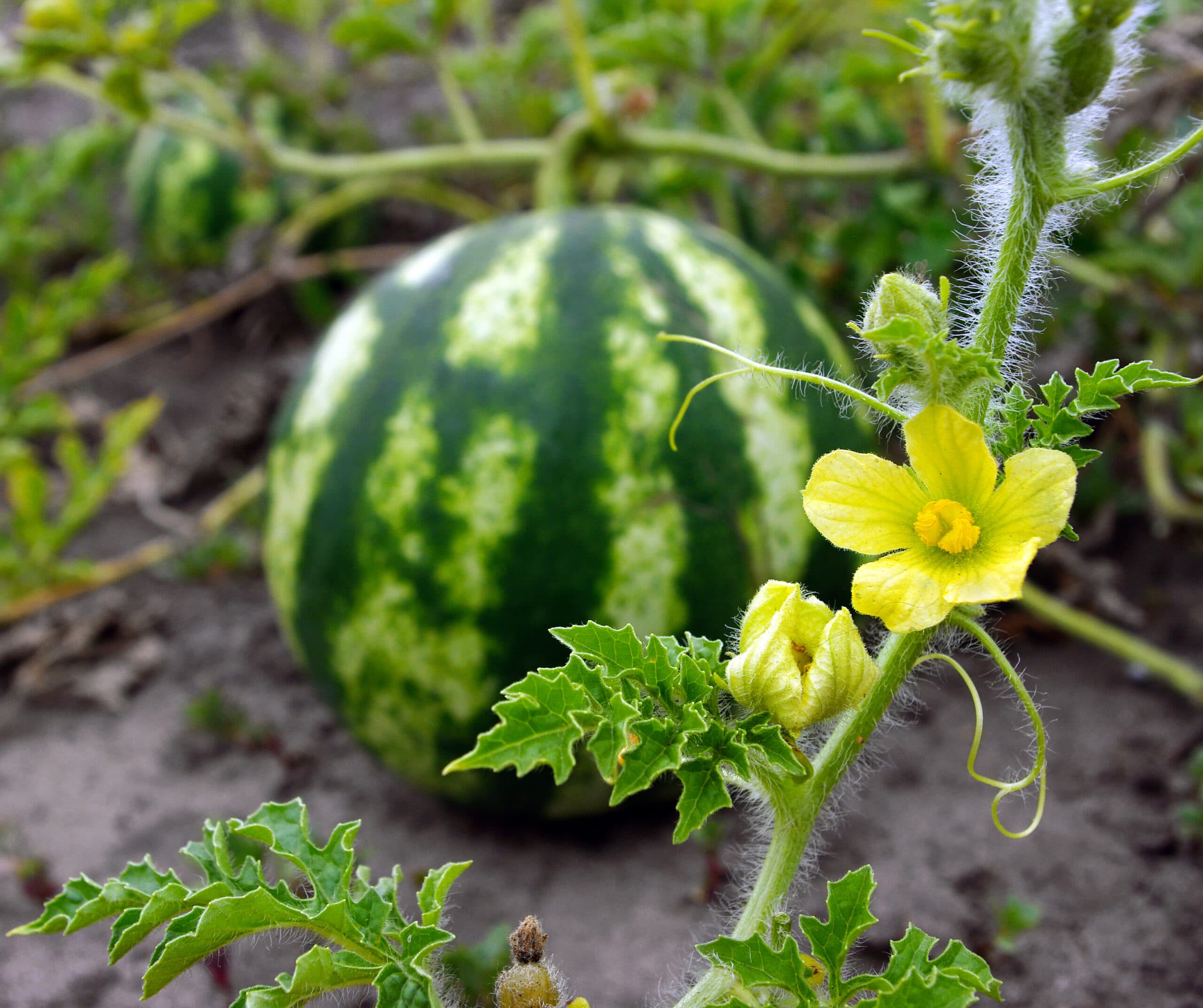 Vattenmelon