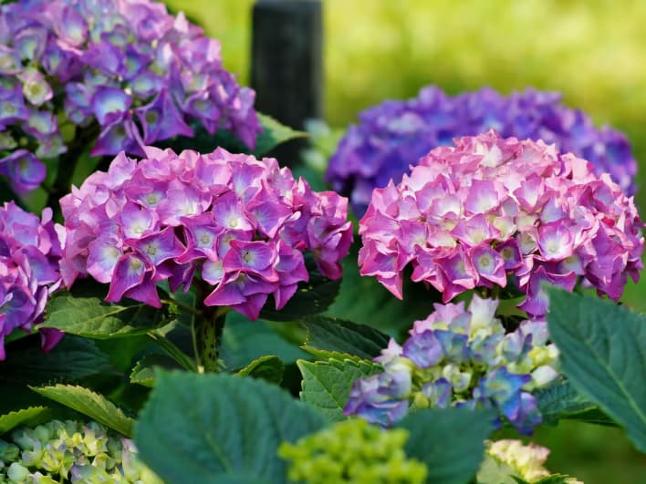 Hortensia