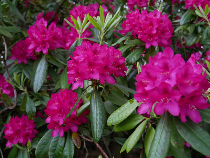 Rododendron